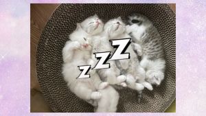 🔥[READY STOCK] Cat Toys Cat Scratcher Bowl Non-Shedding Durable & Cat-Approved XXL Cat Scratch Board Toy Cat Bed