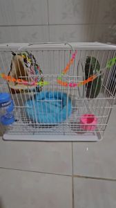 Combo Cơ Bản Lồng Sắt Và Phụ Kiện Cho Sóc Đất Bông Bay Úc...