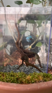 BETTA MINI AQUARIUM WITH COVER (MATERIAL ACRYLIC) 15cm x 10cm x 20cm