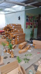Bibit Anggur Import Sonaka & Alpukat Tinggi 1 Meter