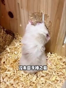 TIYES | Nutritious & Teething Treats for Hamsters