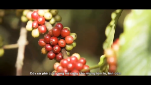 Real Bean Grounded Coffee Robusta / Arabica mix Robusta 250G/pack/1KG Bundle