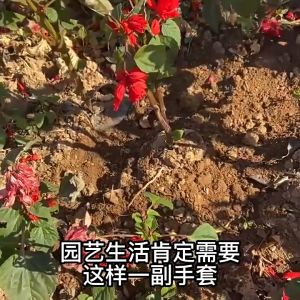 Gardening Glove Claws Finger Right Hand Planting Dig Soil Easy Safety Work Protective Fingertips Garden Glove