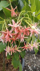 เล็บมือนาง ต้นใหญ่กระถางใหญ่ 15 นิ้ว สูง 1.50 เมตร (กทม)