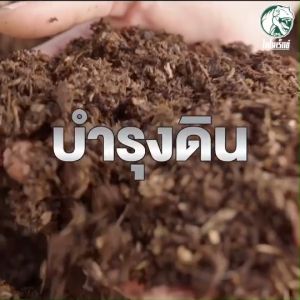 ฮิวมิคระเบิดหัวมัน! ทาร์โบฮิวมิก  เร่งราก ฟื้นดินเสีย เร่งแตกกอ เร่งหัวทันใจ – ขนาด 1 กิโลกรัม.