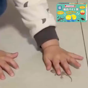 8 pieces of cockroach medicine/cockroach medicine ubat lipas/serbuk lipas thick cockroach medicine and gecko medicine蟑螂药