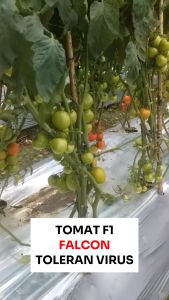 Benih Tomat F1 FALCON 70 seed Known You Seed Buah Lebat