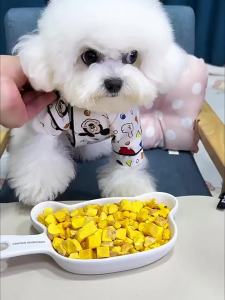 ZHUCHONG | Nutritious Chicken and Egg Yolk Freeze-Dried Snack for Kittens