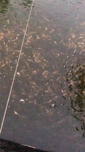 (PAKET 30 EKOR + BONUS PAKAN) PATIN ALBINO 4-6CM 45.000