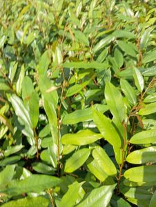 ต้นทุเรียนมูซังคิงเสียบยอดพร้อมลงแปลงปลูกชุด2ต้น*10ต้นแถม1ต้น