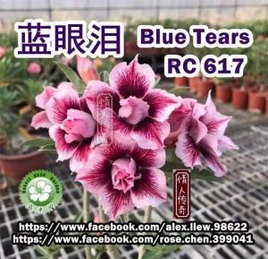 Adenium Kemboja Bonsai ID:964/富贵花