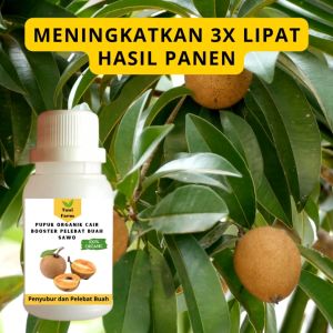 Pupuk Booster Sawo Cair: Cara Meningkatkan Produksi Buah