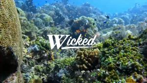 Wicked Scuba ตะขอเกี่ยวแนวปะการัง Reef hook สำหรับดำน้ำลึก สแตนเลส 316 แบบปรับความยาวได้ 4-6 ฟุต พร้อมกระเป๋าเก็บไนลอน