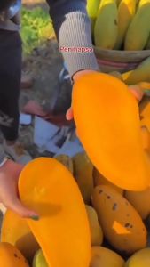 Bibit Mangga Kiojay Import Okulasi