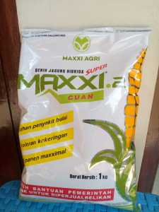 BENIH JAGUNG HIBRIDA MAXXI CUAN 2 KEMASAN 1KG ORIGINAL