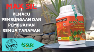 Perangsang bunga semua tanaman  buah Maxsil 500 gr