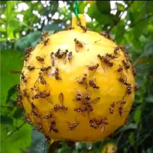 lem bola serangga lem bola gantung