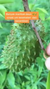 TEH DAUN SIRSAK / OBAT KANKER Teh Sirsak / Sirsak Antioksidan Tinggi Mengobati Jantung Anti-Kanker