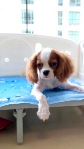 Pet Ice Mat Indoor And Autdoor Pet Cooling Pad Dog Sleep Bed in Summer Pad Cat Rabbit Ice Mat