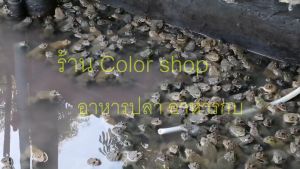 อาหารกบ ดีย์ ฟล็อคซ์ (กบเล็ก3762)  (กบกลาง3763)  (กบใหญ่3764) แพ็ค 1Kg  สั่งรวมกันไม่เกิน 20กิโลค่ะ