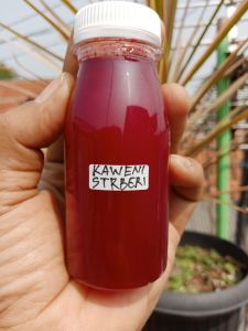 ESSEN KAWENI STROWBERI OPLOSAN UMPAN IKAN MAS GALAPUNG GALAPUNG