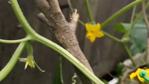 Klip Pengikat Tanaman 8 Shaped: 100/200PCS Klip Pengikat Batang