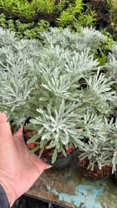 📣เบญจมาศสีเงิน พุ่มสวย รากสมบูรณ์ รุ่นกระถาง 4 นิ้ว