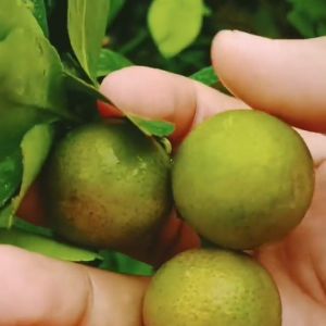 Pohon Jeruk Kasturi Super Unggul Terlaris Sudah Berbuah