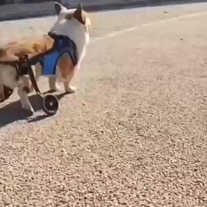 Dog Cat Wheelchair Alat Bantu Jalan Anjing Kucing Kursi Roda Hewan
