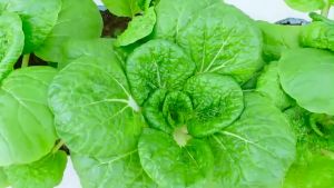 PECHAY PAVITO SEEDS (1350 seeds) HYBRID/30DAYS HARVEST/EASY TO GROW/MORE PROFIT