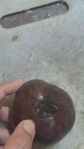 1Kg Benguet beetroot Fresh sugar beets
