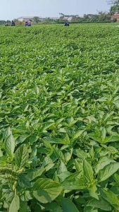 Paket Hemat Isi 1000 butir Bibit Benih KEMANGI | Kemasan repack | Small Pouch