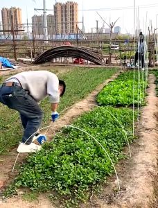 MI Garden GLASS FIBER TUBE (แท่งกลมตัน) 10แท่ง แข็ง 4mm ความยาว 120cm/150cm*180cm ไม้ค้ำต้นไม้ หลักไม้เลื้อย เสาต้นไม้ ไม้ค้ำยันต้นไม้ ค้างต้นไม้ ซูมต้นไม้ ค้างผัก