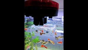 Acrylic Fish Tank Feeder Anti-Drifting Fish food Feed