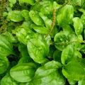 Tanaman Daun Ki urat Daun Sendok Obat herbal alami300gr. 