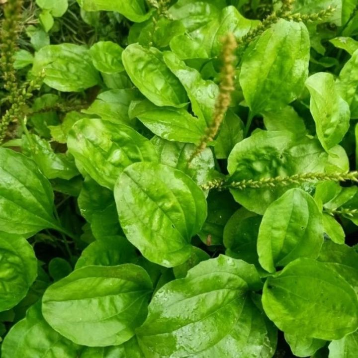 Tanaman Daun Ki urat Daun Sendok Obat herbal alami300gr