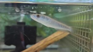 Channa Maru (Yellow) / Emperor Snakehead / Yellow Sentarum 7 inch (Pellet trained)
