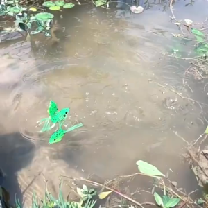 Seawave Bait Lure Soft Frog Soft Frog SwimBait Lure Floating Gear Fish bait exp Double Hooks 3.5g-13g