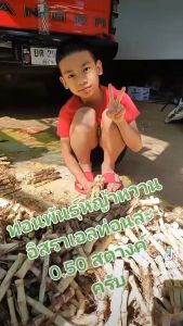 หญ้าหวานอิสราเอล 300 ท่อน แถมฟรี 50 ท่อน