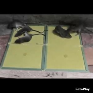 T-ORAS Mouse Rat Mice Sticky Trap Glue Board  Glue Trap Sticky Board Bait Traps  Big Size