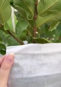 【24 ชั่วโมงมาถึง】100ชิ้น ถุงผ้าห่อผลไม้ 2 ขนาด หนา 30-35 ถุงกระดาษเยื่อไม้ 20*25/20*30cm แกรม ห่อฝรั่ง น้อยหน่า ชมพู่ มะม่วง มะปราง อะโวคาโด ป้องกันแมลง ถุงผ้าสปันบอนด์ ใช้ซ้ำได้ 【จัดส่งจากกรุงเทพ】