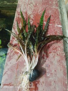 cryptocorine balanasai media wabikusa tanaman aquascape