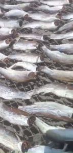 Khô Cá Đối Cà Mau Ngon - Rẻ 1kg/ 500gram/ 250gram - Vựa Khô Tú Sương