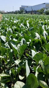 เมล็ดพันธุ์ คะน้างามตา (ถุงใหญ่)