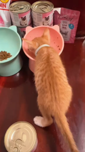 195g Royal Canin Mother Baby All Stages Adult Kitten Starter Wet Food Can Delicious Meal Food Can