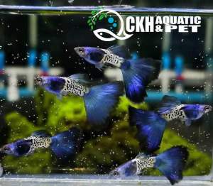 🔥CKH Aquatic🔥 Guppy Metal Blue Snakeskin 孔雀鱼蛇皮蓝金属