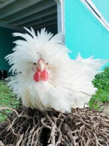 ไข่เชื้อไก่โปแลนจากอเมริกา​