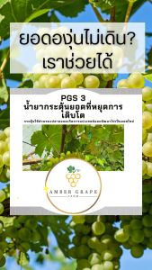 PGS3 น้ำยากระตุ้นยอดที่หยุดการเติบโต - ชนิดป้าย