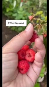 Bibit Raspberry Merah Super Cepat Berbuah Unggul