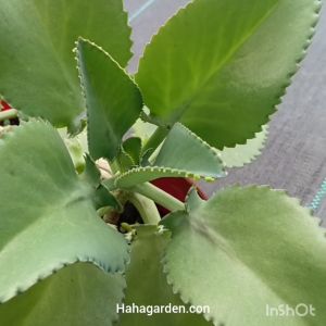Mother of Thousands/ Kalanchoe Daigremontiana (LIVE PLANT)